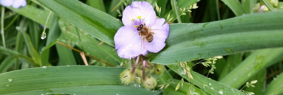 A honeybee frequents the wildflower spiderwort.