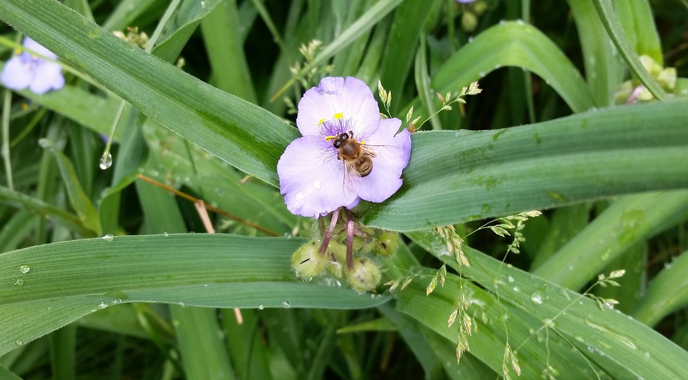 A honeybee frequents the wildflower spiderwort.