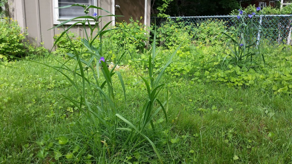 Spiderwort growing in my backyard.