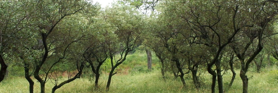 olives at St Remy de Provence