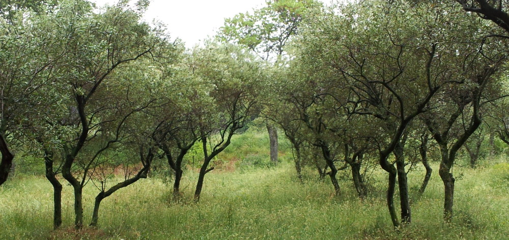olives at St Remy de Provence