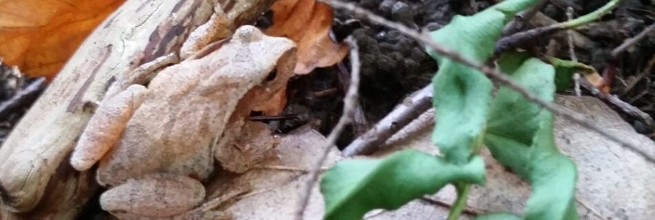 a spring peeper on a leaf