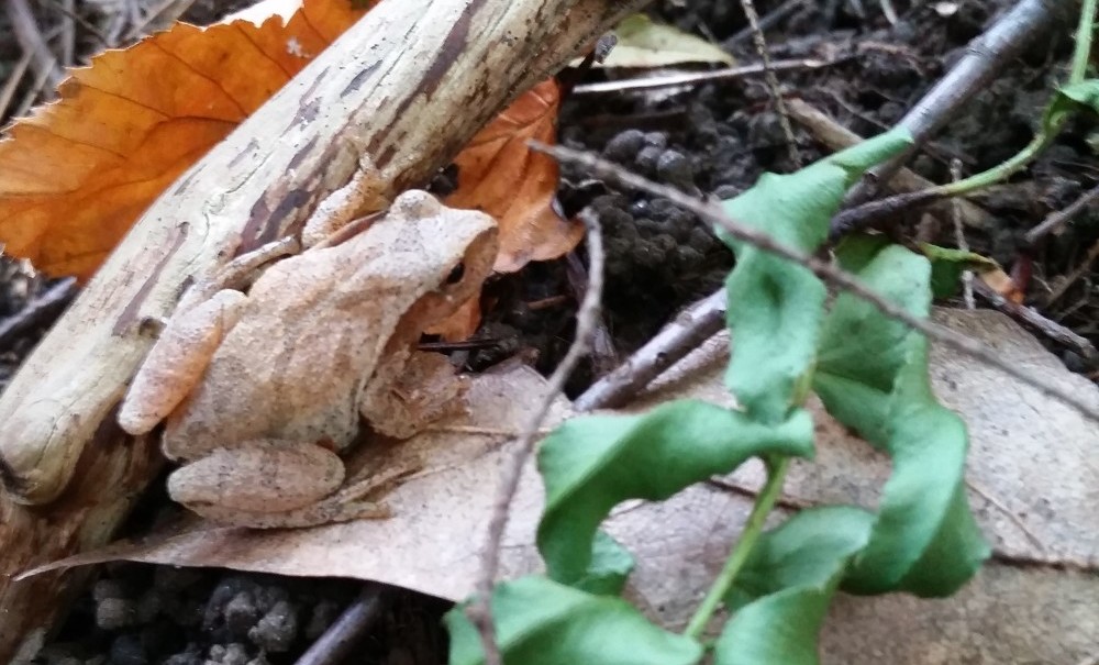 a spring peeper on a leaf