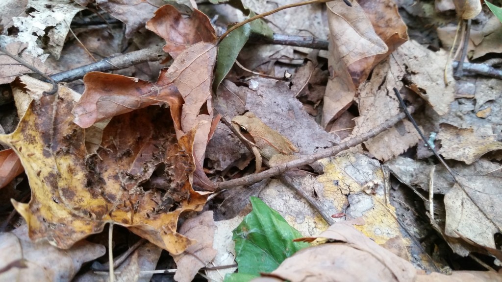 a wood frog camouflaged among dry leaves