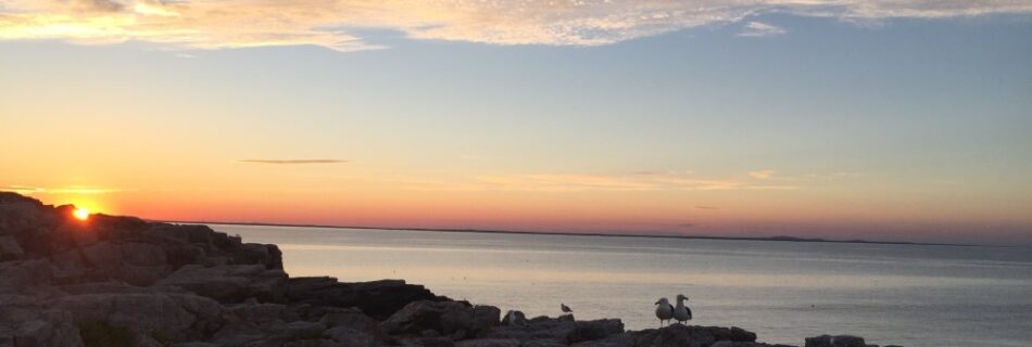 A black-backed gull pair in the sunset on Appledore Island.