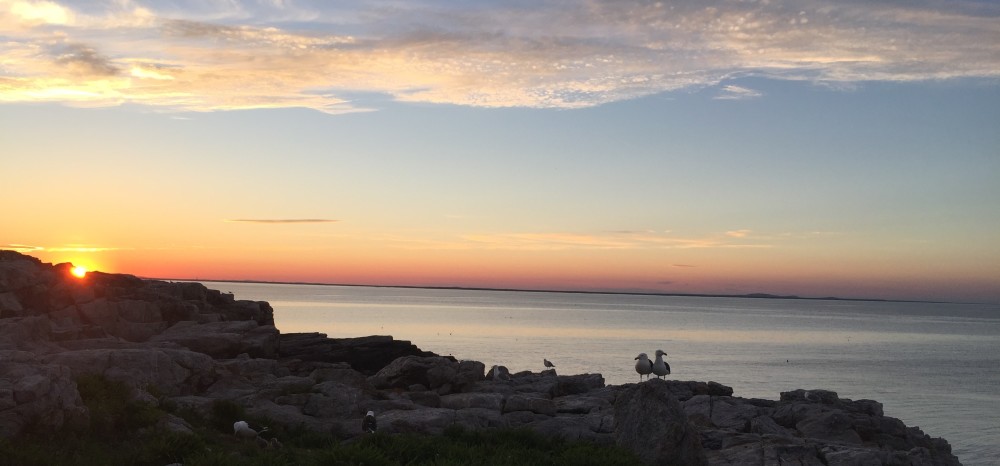 A black-backed gull pair in the sunset on Appledore Island.