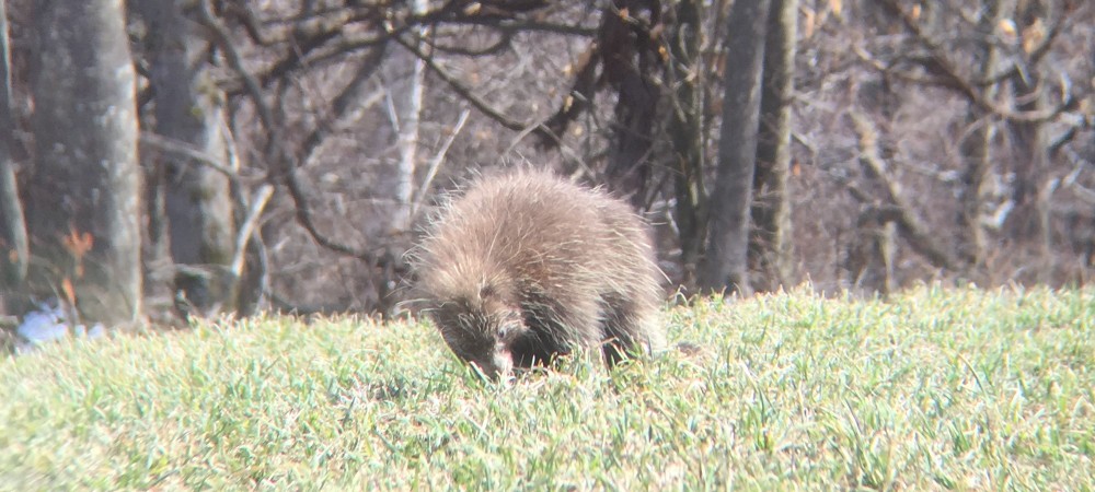 Porcupine