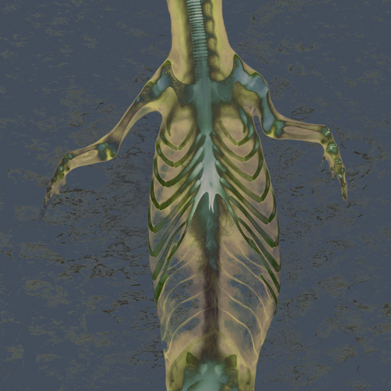 An art photo of the skeleton of a baby crocodile, by Stephen Petegorsky. The photo shows a yellow torso, greenish bones, and a patterned blue background that resembles ripples or mud.