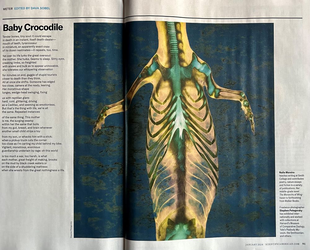 This photo shows a page from the magazine Scientific American. It shows a science art rendition of a baby crocodile's skeleton and the text of a poem called Baby Crocodile.