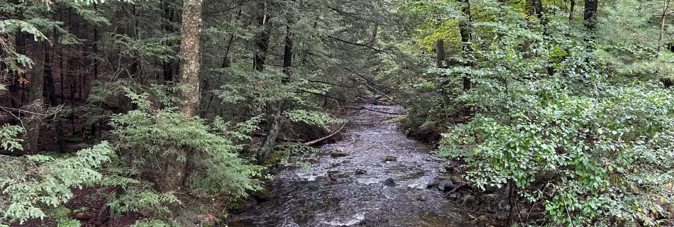 A shallow, wide river with stony banks passes through thick forest in Shutesbury, Massachusetts on a rainy day.